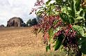 Elderberries by the Eyecatcher